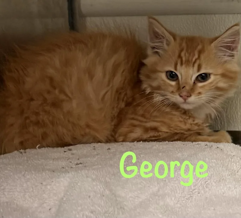 A baby medium-sized male Tabby (Orange / Red) Tabby cat named George for adoption in Crescent City, CA
