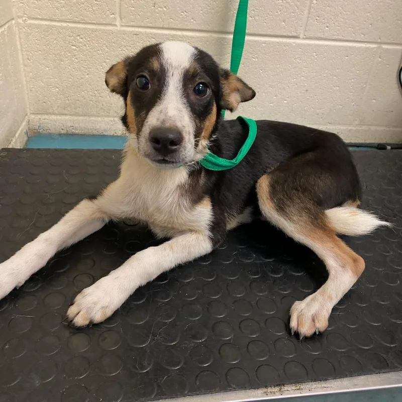 A young small-sized male Black Rat Terrier dog named Coffee for adoption in Hohenwald, TN