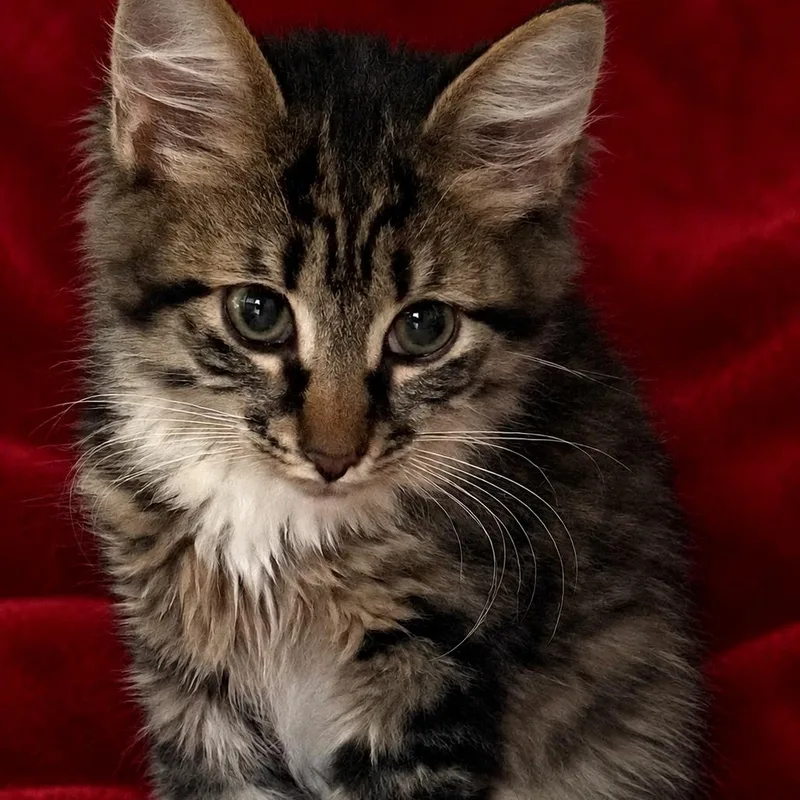 Ruby