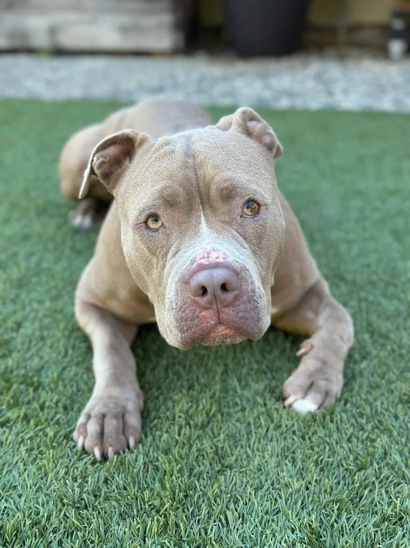 An adult large-sized female Yellow / Tan / Blond / Fawn Pit Bull Terrier dog named Vanilla for adoption in Berkeley, CA