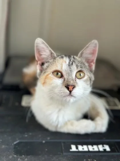 A baby medium-sized female White Domestic Short Hair cat named Dandelion for adoption in Kansas City, MO