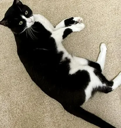 An adult medium-sized male Domestic Short Hair cat named Thor for adoption in Miller Beach, IN