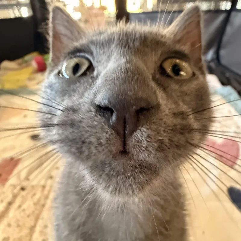 A baby small-sized female Gray / Blue / Silver Domestic Short Hair cat named Hiccup for adoption in St. Louis, MO