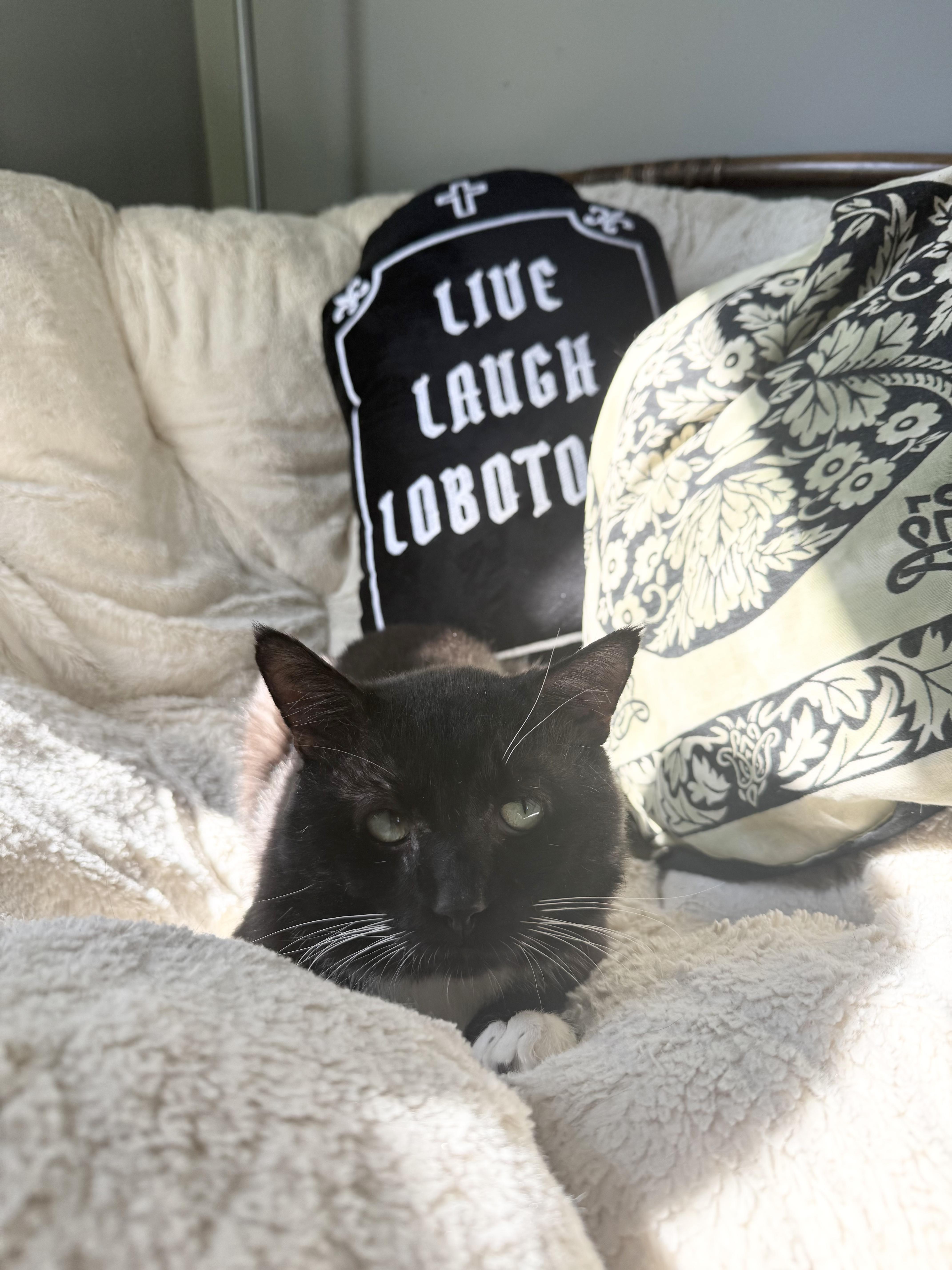 A young medium-sized male Black & White / Tuxedo Domestic Short Hair cat named Socks for adoption in Richmond, VA