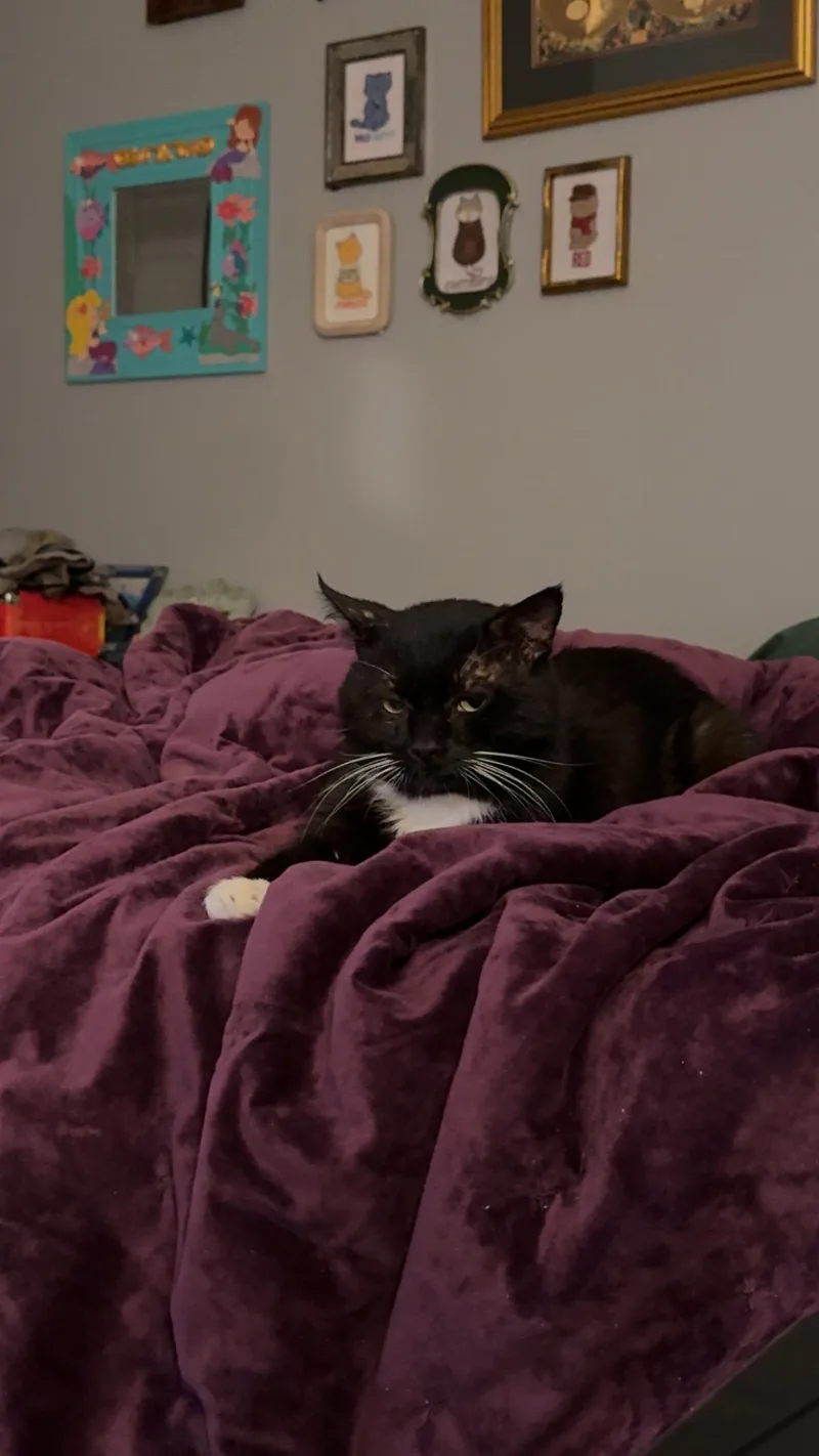 Socks thumbnail 3