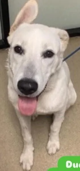 An adult medium-sized male Labrador Retriever dog named Duke Dude Nka Doug for adoption in Dallas, TX