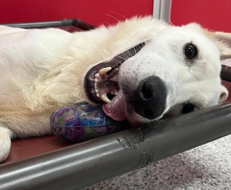 Duke Dude Nka Doug thumbnail 3