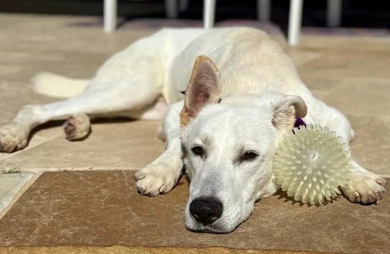 Duke Dude Nka Doug thumbnail 4