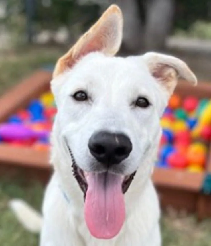 Duke Dude Nka Doug thumbnail 5