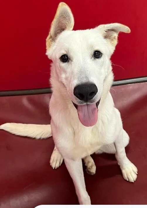 Duke Dude Nka Doug thumbnail 6