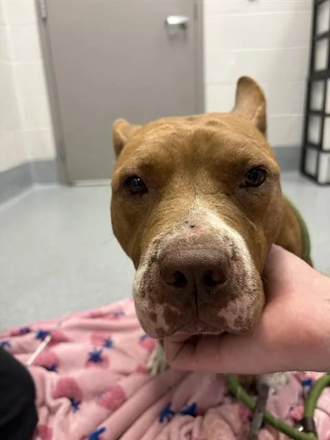 A senior medium-sized female Pit Bull Terrier dog named Rosette for adoption in Indianapolis, IN