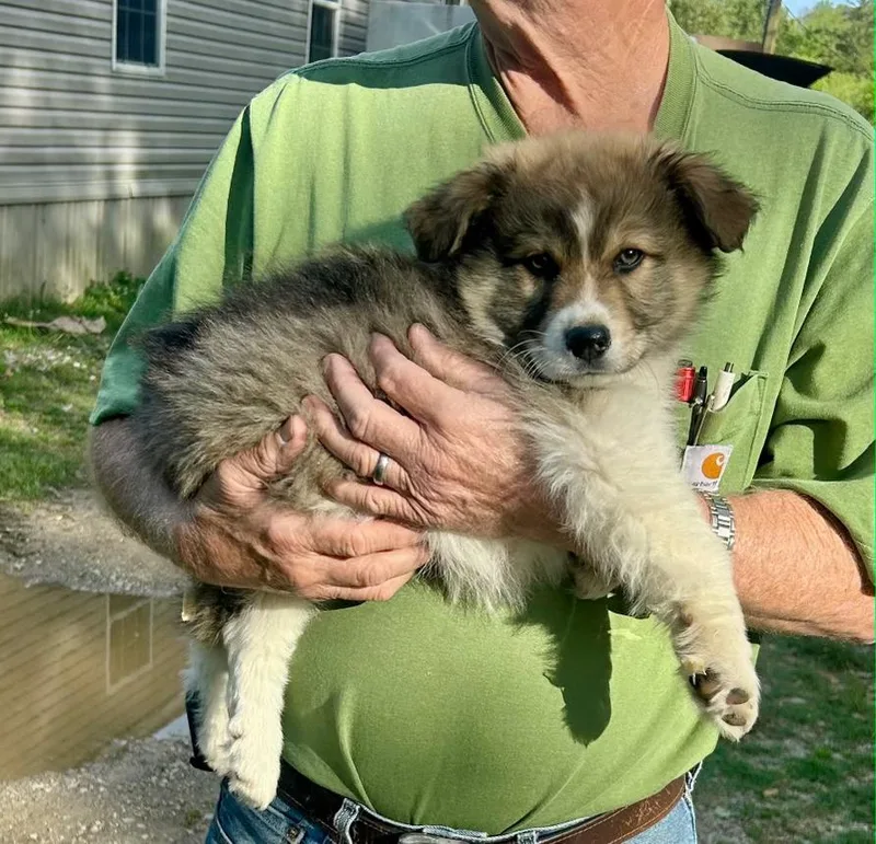A baby large-sized male Australian Shepherd dog named Gallager for adoption in Toms River, NJ