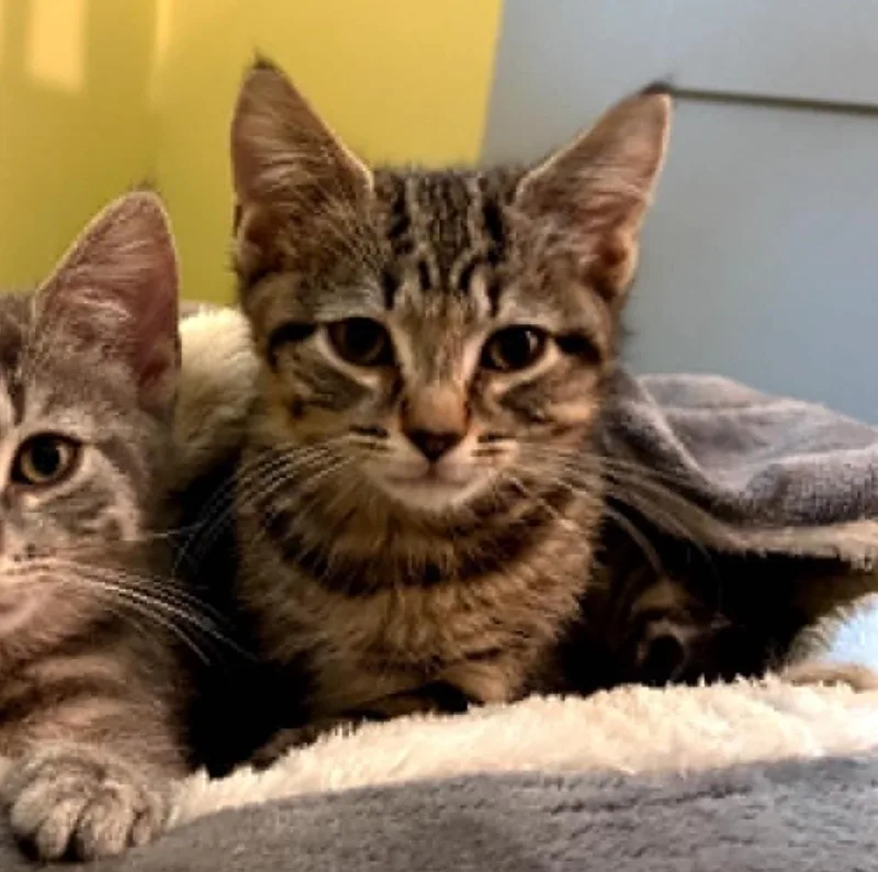 A baby medium-sized male Tabby (Brown / Chocolate) Tabby cat named Poppy for adoption in Hawley, PA