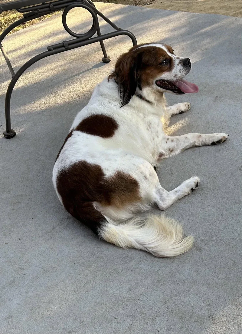 A young medium-sized male Cocker Spaniel dog named Wilbur for adoption in Fort Worth, TX