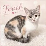 A young medium-sized female Dilute Calico Domestic Short Hair cat named Farrah for adoption in Portsmouth, OH
