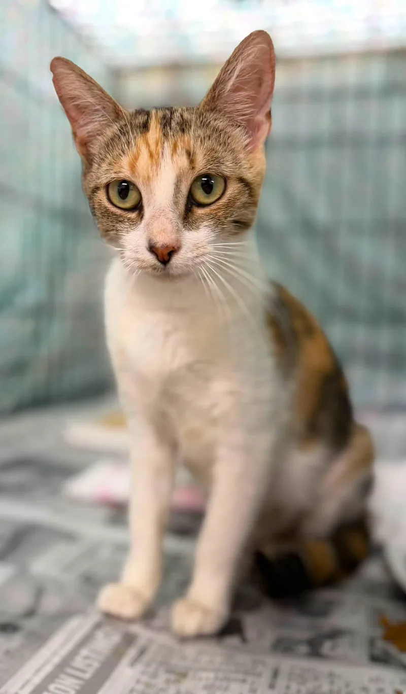 An adult medium-sized female Domestic Short Hair cat named Ophelia for adoption in Clarkesville, GA