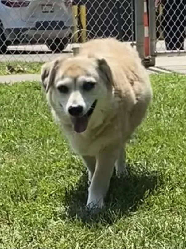 A senior medium-sized female Beagle dog named Janelle for adoption in Clinton Township, MI