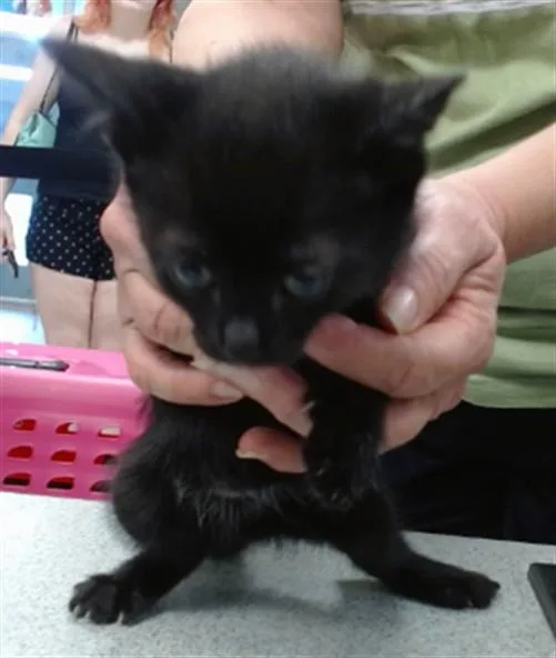 A baby small-sized male Domestic Short Hair cat named Benny for adoption in Oklahoma City, OK