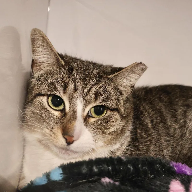 A young large-sized female Gray / Blue / Silver Domestic Short Hair cat named Diez for adoption in Briarcliff Manor, NY