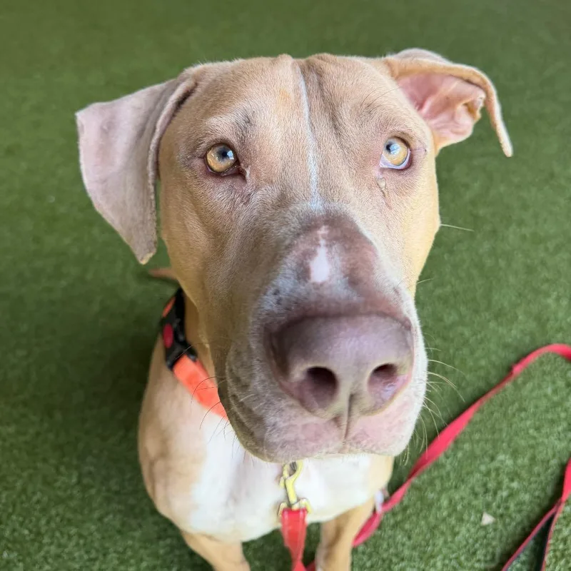 An adult medium-sized male Yellow / Tan / Blond / Fawn Weimaraner dog named Deuce for adoption in West Palm Beach, FL