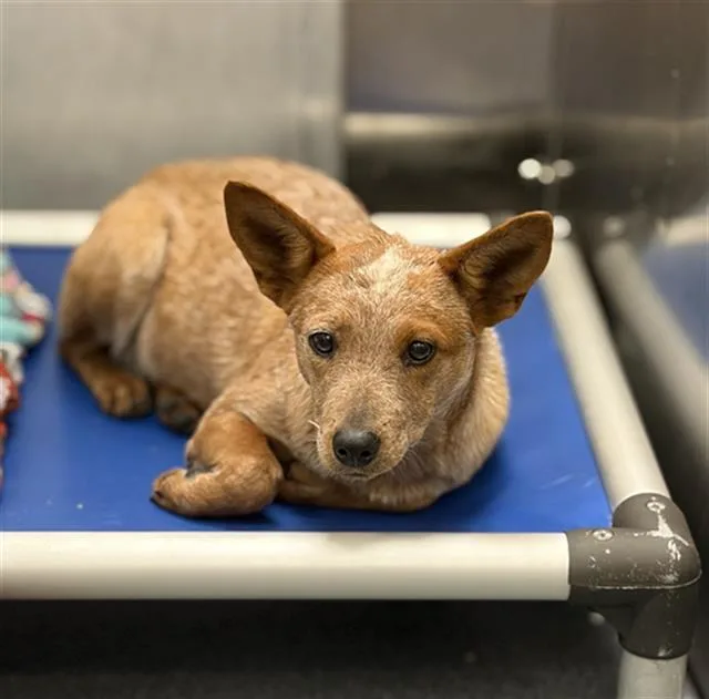 A young small-sized female Mixed Breed dog named Chilli for adoption in Dallas, TX