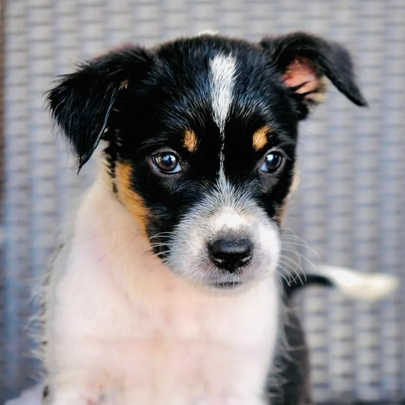 A baby medium-sized female Border Collie dog named Piglet for adoption in San Diego, CA