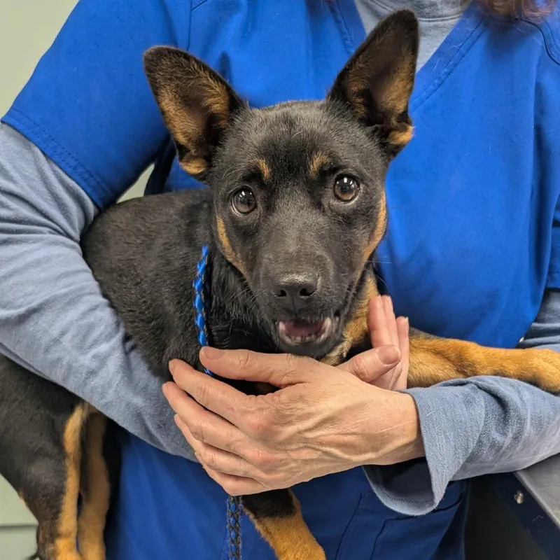 A baby small-sized female Black Chihuahua dog named Lovey Dovey for adoption in Greenville, SC