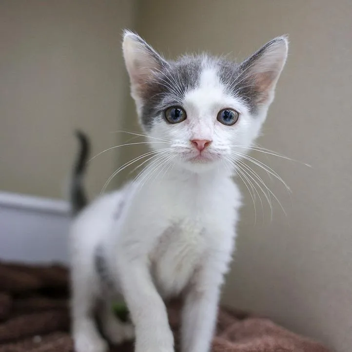 A baby small-sized female White Domestic Short Hair cat named Zina for adoption in Bradenton, FL