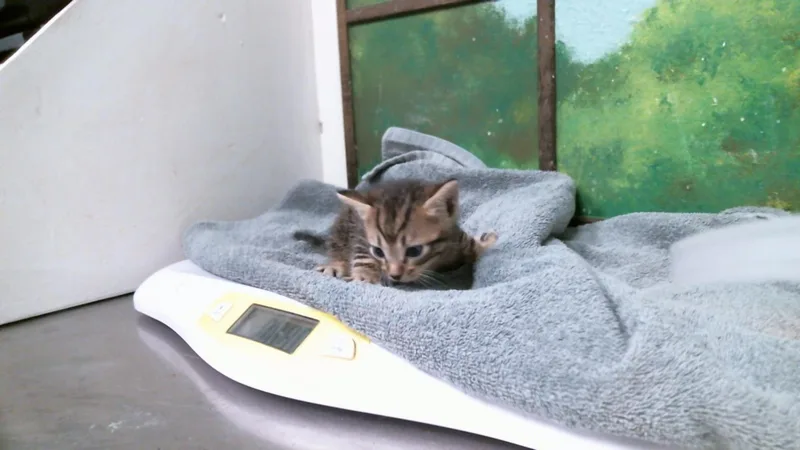 A baby small-sized male Domestic Short Hair cat named Nike for adoption in Houston, TX