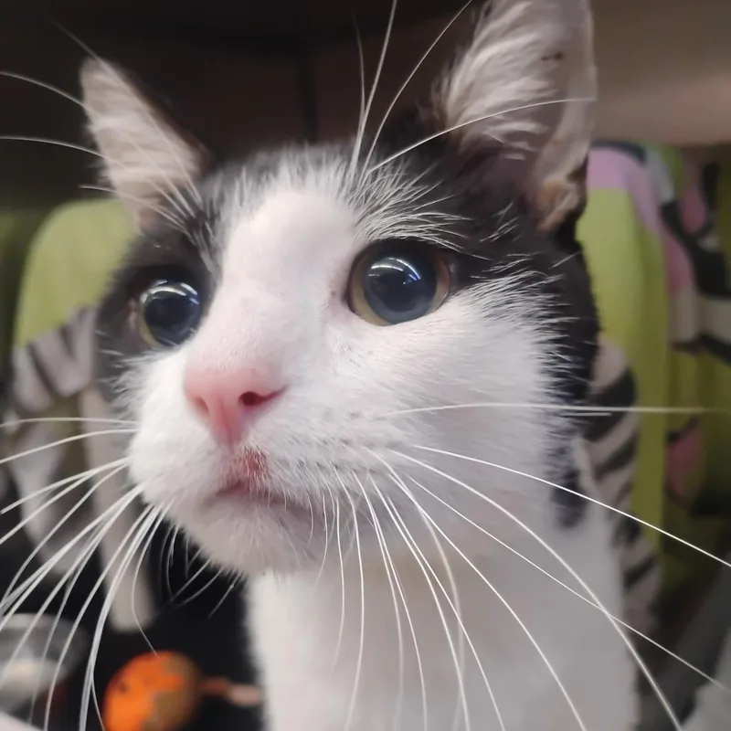 An adult medium-sized male White Domestic Short Hair cat named Yin Yang for adoption in Austin, TX
