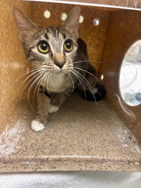 A young small-sized female Domestic Short Hair cat named Catalie for adoption in Lancaster, CA