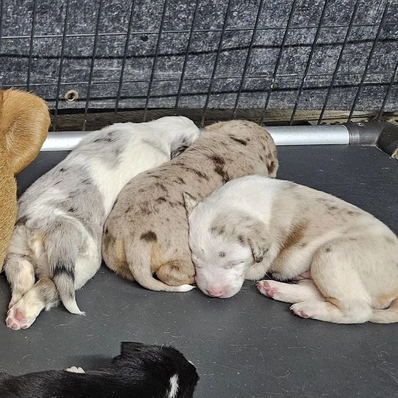 A baby small-sized male Mixed Breed dog named CookiesnCream for adoption in Kingman, KS