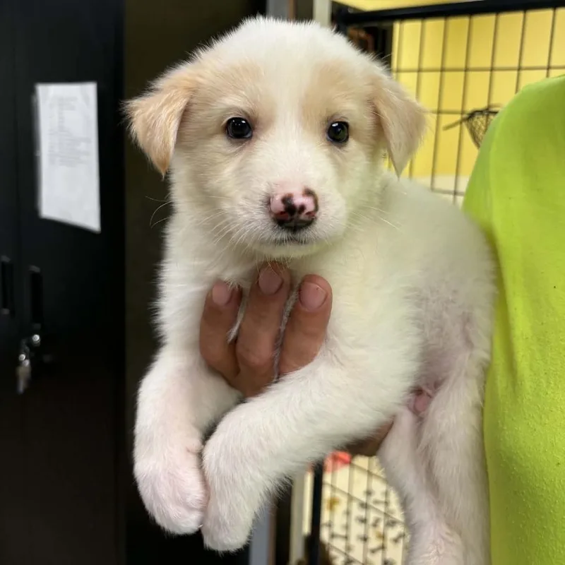 A baby small-sized male White / Cream Australian Shepherd dog named Flynn for adoption in Gordonsville, TN