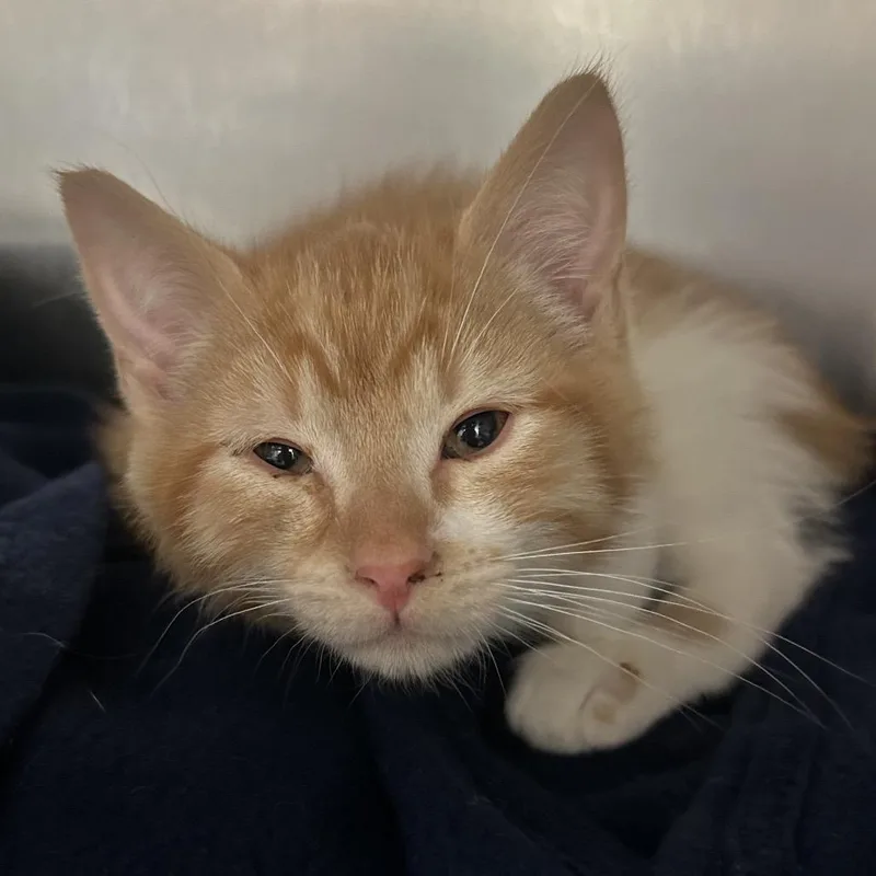 A baby small-sized male Orange / Red Domestic Short Hair cat named Yosemite for adoption in Charlottesville, VA