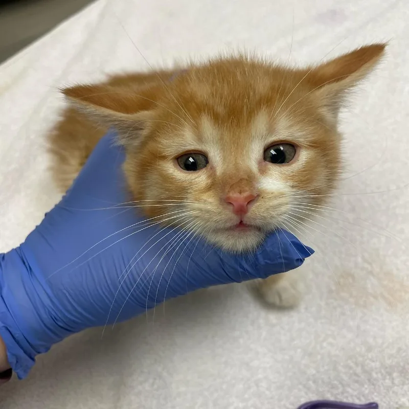 Yosemite thumbnail 2