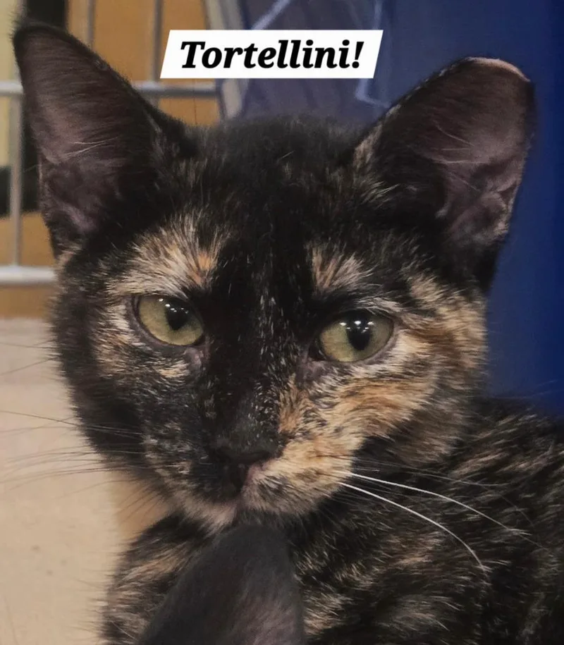 A baby small-sized female Domestic Short Hair cat named Tortellini for adoption in San Antonio, TX