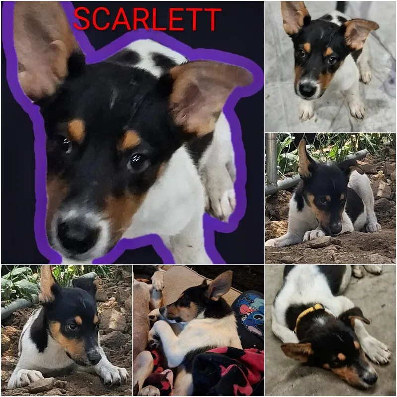 Scarlett
