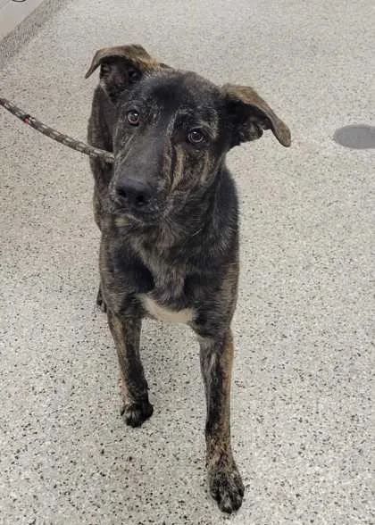 A young large-sized male Black Mixed Breed dog named Brennan for adoption in Kansas City, MO