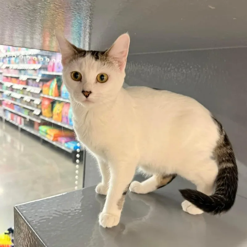 Butterscotch thumbnail 2