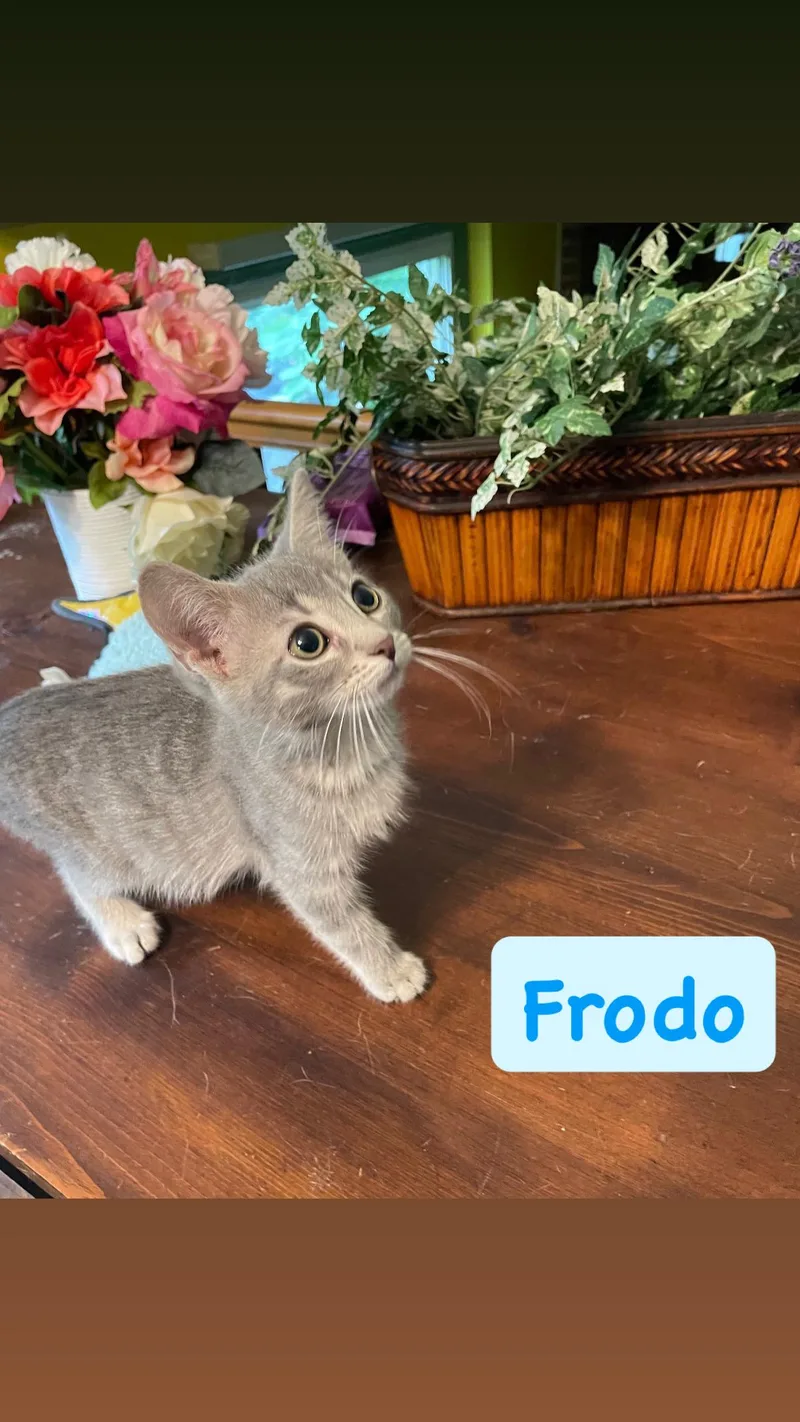 A baby medium-sized male Domestic Short Hair cat named Frodo for adoption in Crown Point, IN
