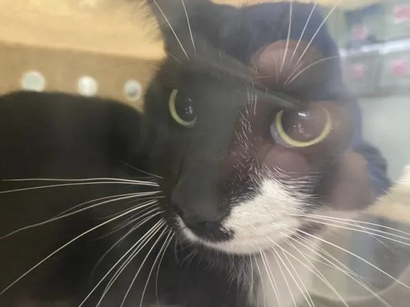 An adult large-sized male Domestic Short Hair cat named Morgan for adoption in Los Angeles, CA