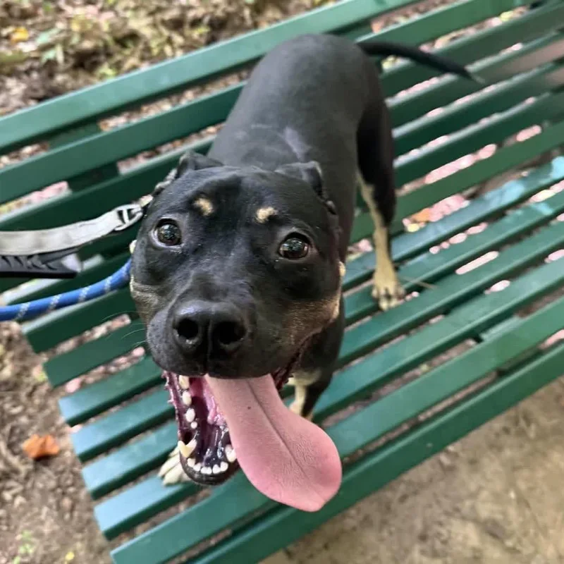 An adult medium-sized male Black Mixed Breed dog named Jesse for adoption in Greensboro, NC
