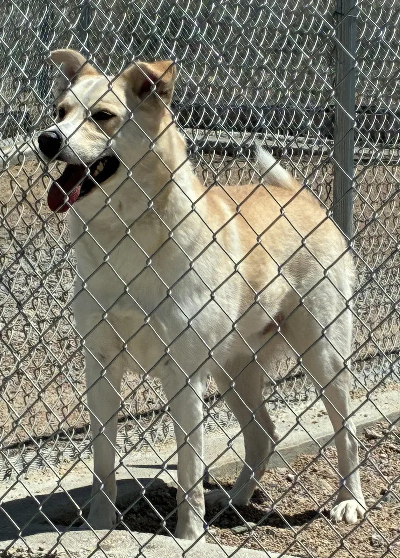 An adult large-sized male Yellow / Tan / Blond / Fawn Labrador Retriever dog named Rocky for adoption in Sterling, CO