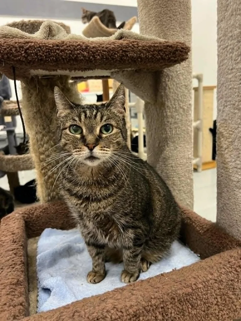 A senior large-sized female Tabby (Brown / Chocolate) Domestic Short Hair cat named Sharon for adoption in West Palm Beach, FL