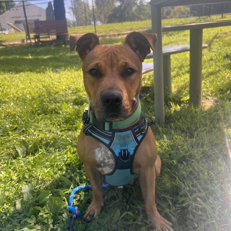 A young medium-sized female Yellow / Tan / Blond / Fawn Pit Bull Terrier dog named Canova for adoption in Yonkers, NY