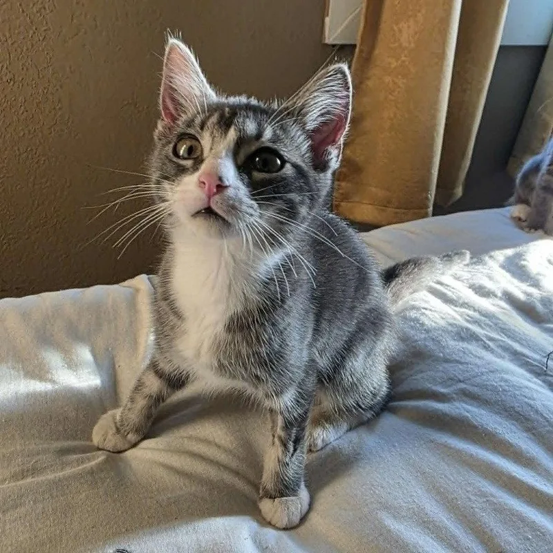 A baby medium-sized male Domestic Short Hair cat named Zio for adoption in Candler, NC