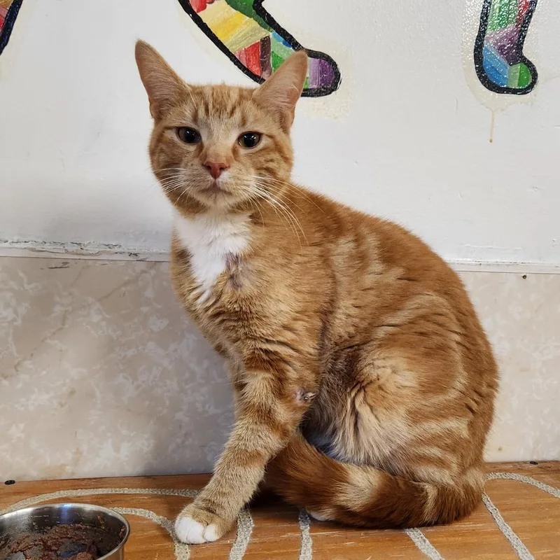 A young medium-sized male Orange / Red Domestic Short Hair cat named Dreamer for adoption in Delaware, OH