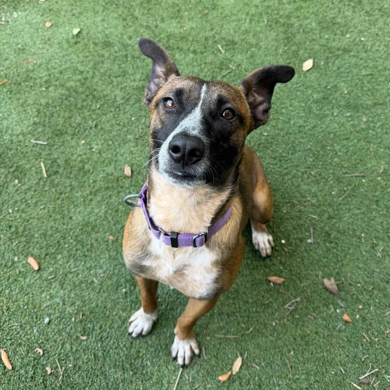 A baby medium-sized male Yellow / Tan / Blond / Fawn Shepherd dog named Atlas for adoption in Lakeland, FL
