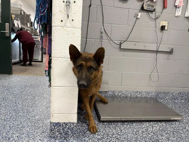 An adult large-sized female German Shepherd Dog dog named Cali for adoption in Thousand Palms, CA