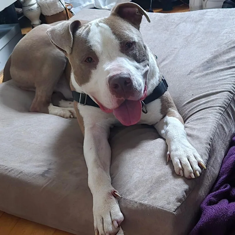 An adult medium-sized male White / Cream American Staffordshire Terrier dog named King for adoption in Fredericksburg, VA